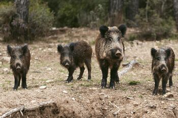 sangliers dans nature